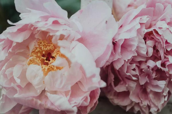 Peonies: Pink Peonies In The Spring by Chelsea Victoria