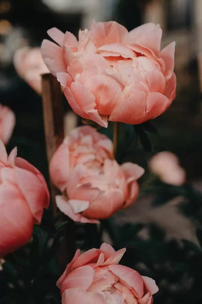 Peonies: Peony Garden by Chelsea Victoria