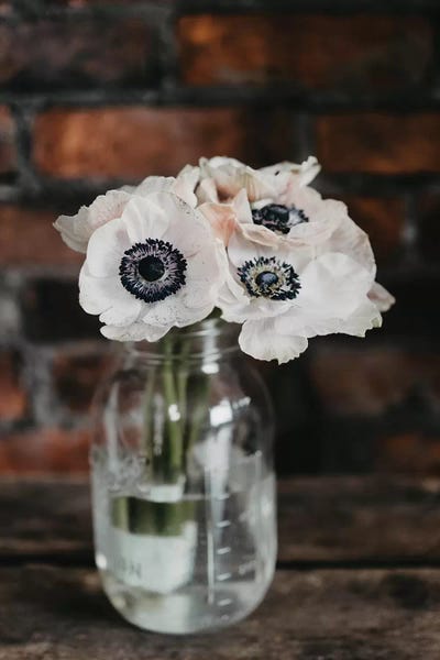 Anemones: Pink Anemones by Chelsea Victoria