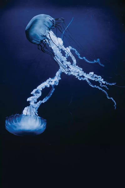 Jellyfish: You Make Me Feel by Chelsea Victoria