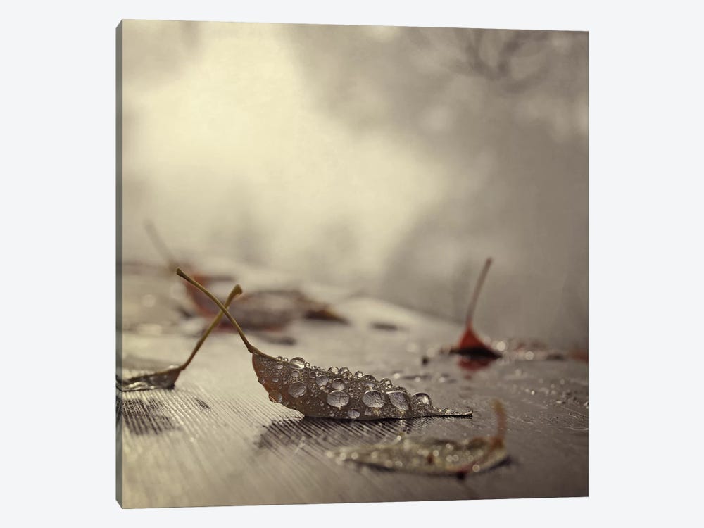 December by Chelsea Victoria 1-piece Canvas Wall Art