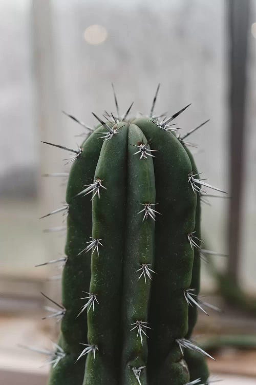 Prickly Cactus by Chelsea Victoria wall art