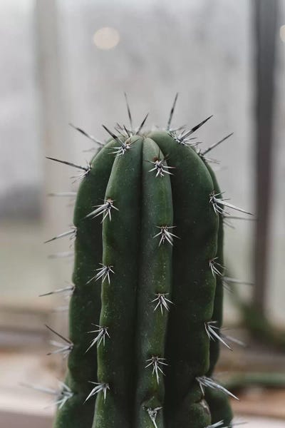 Chelsea Victoria: Prickly Cactus by Chelsea Victoria