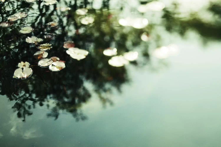 Lillies by Chelsea Victoria wall art