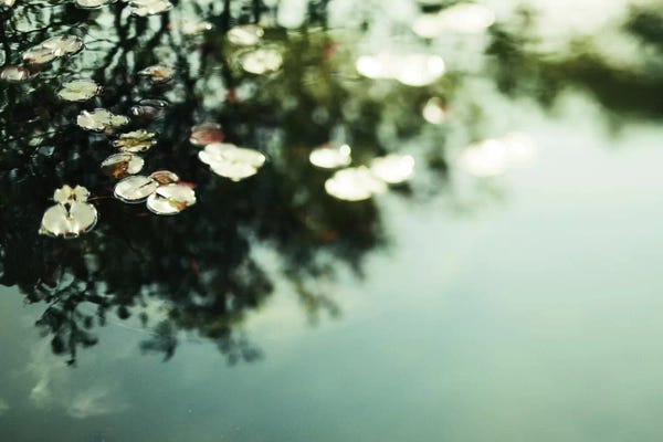 Green Leaves: Lillies by Chelsea Victoria