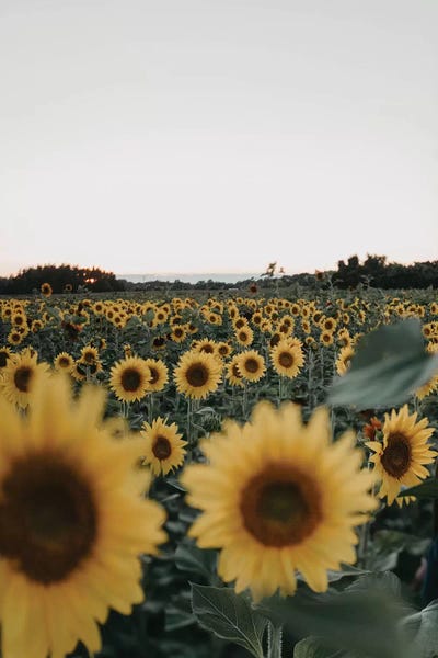 Root And Bloom by Chelsea Victoria acrylic art print