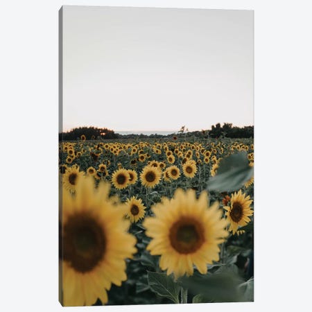 Root And Bloom Canvas Print #CVA243} by Chelsea Victoria Canvas Artwork