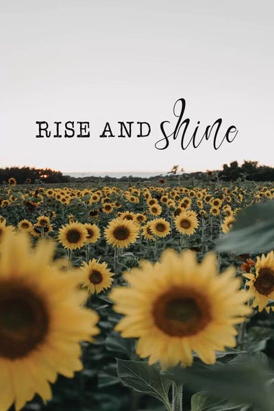 Rise And Shine Sunflowers
