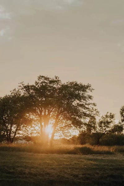 Tree Close-Ups: August Rising by Chelsea Victoria