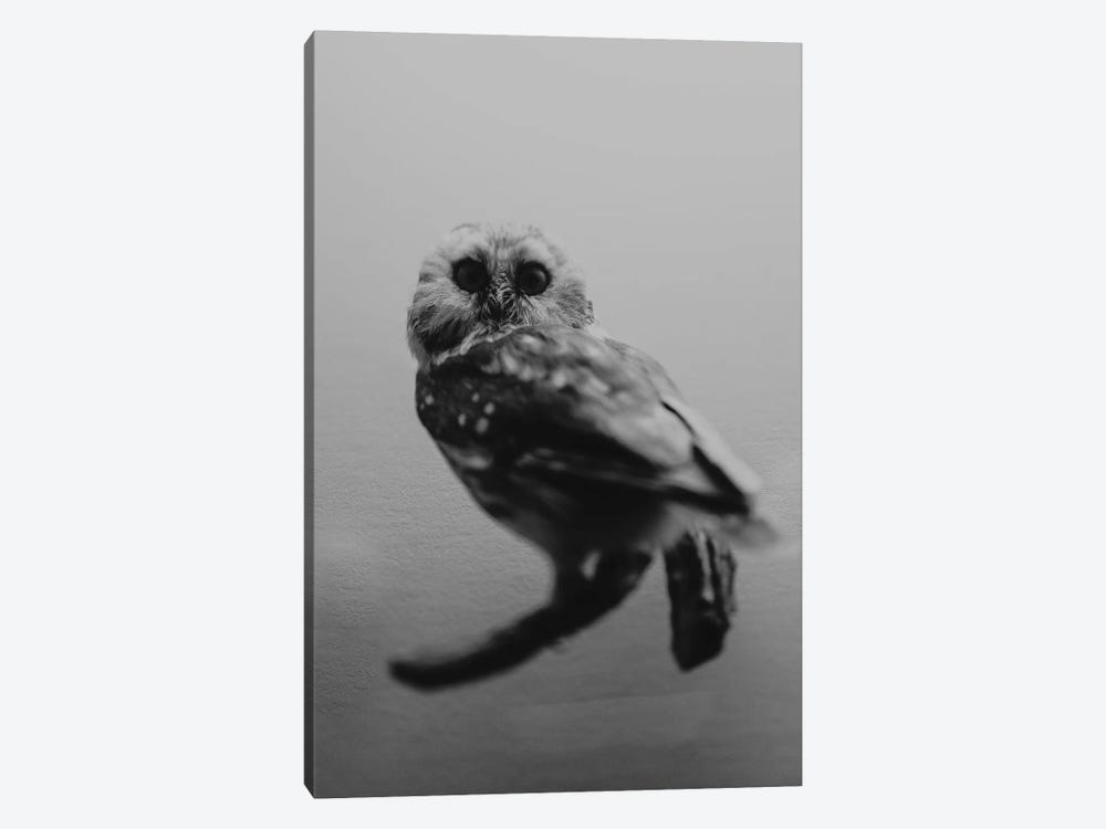 Hoo by Chelsea Victoria 1-piece Canvas Wall Art