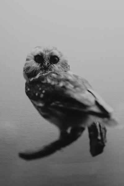 Chelsea Victoria: Hoo by Chelsea Victoria