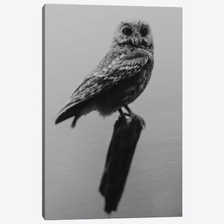 Curious Owl Canvas Print #CVA279} by Chelsea Victoria Art Print