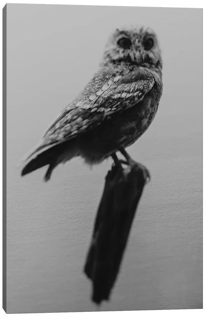 Curious Owl Canvas Art Print - Chelsea Victoria