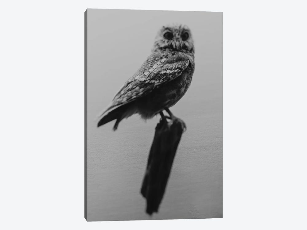 Curious Owl by Chelsea Victoria 1-piece Canvas Print