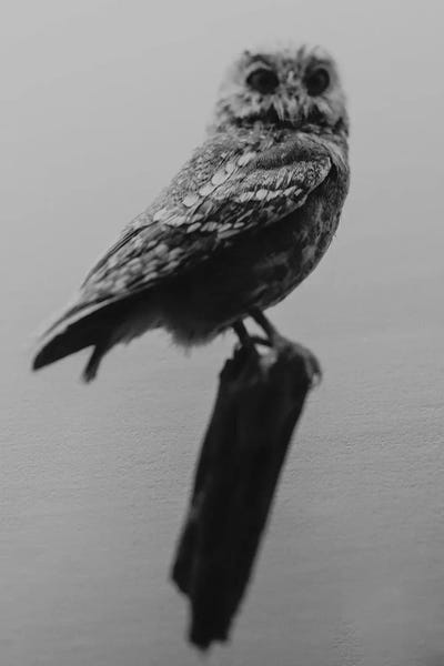 Chelsea Victoria: Curious Owl by Chelsea Victoria