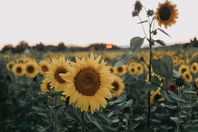 The Sunflowers by Chelsea Victoria acrylic art print