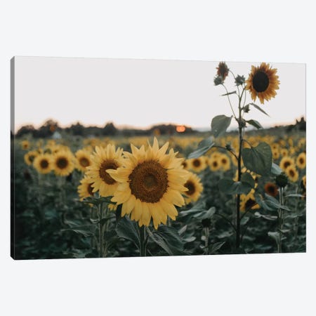 The Sunflowers Canvas Print #CVA280} by Chelsea Victoria Canvas Art
