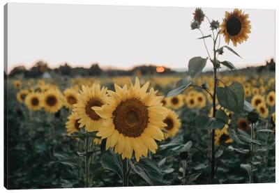 The Sunflowers Canvas Art Print - Sunflower Art