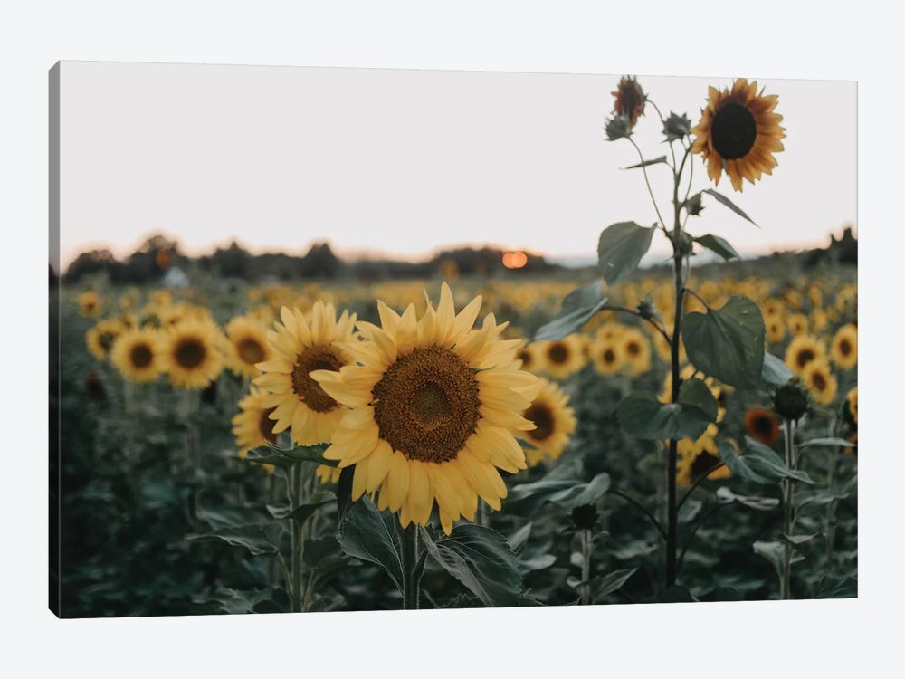 The Sunflowers by Chelsea Victoria 1-piece Canvas Print