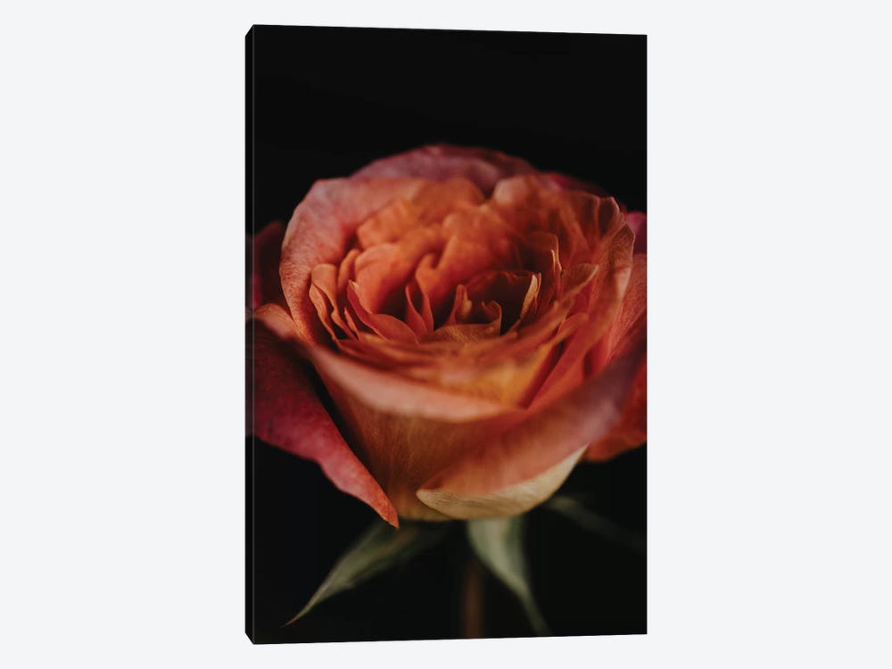 Ombre Rose by Chelsea Victoria 1-piece Canvas Wall Art