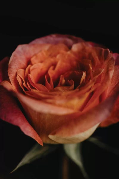 Chelsea Victoria: Ombre Rose by Chelsea Victoria
