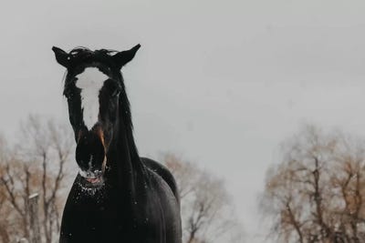 Piper by Chelsea Victoria acrylic art print