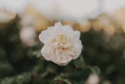 Yellow Rose by Chelsea Victoria acrylic art print