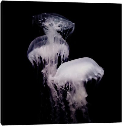 Ghosts Of The Abyss III Canvas Art Print - Jellyfish Art