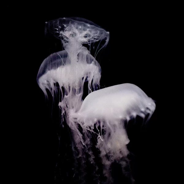 Jellyfish: Ghosts Of The Abyss III by Chelsea Victoria
