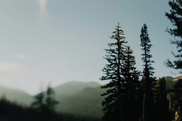 Evergreen Trees: Cottonwood by Chelsea Victoria