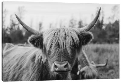 Highland Cow Black and White Canvas Art Print - Cow Art
