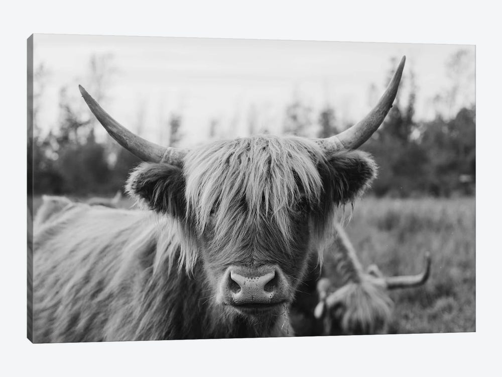 Highland Cow Black and White by Chelsea Victoria 1-piece Canvas Art Print