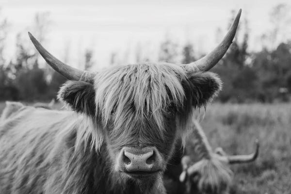 Chelsea Victoria: Highland Cow Black and White by Chelsea Victoria