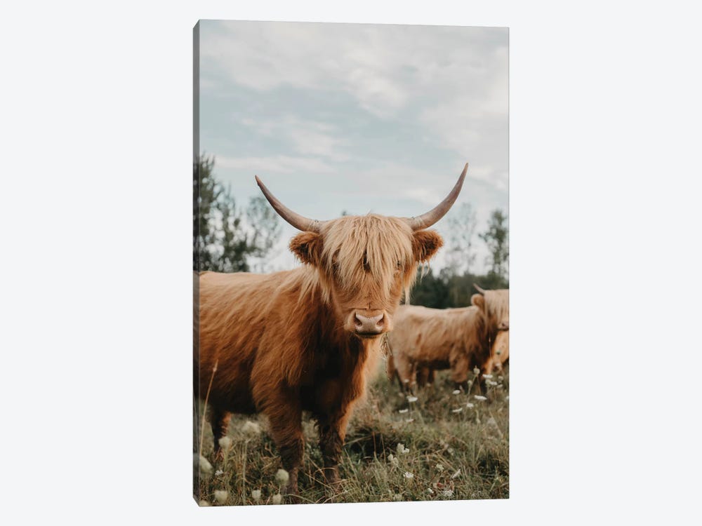 Highland Cow by Chelsea Victoria 1-piece Canvas Art