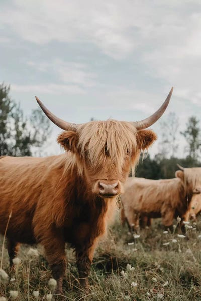 Fine Art Print: Highland Cow Landscape by Chelsea Victoria