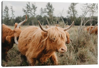 Highland Cow Moving Canvas Art Print - Highland Cow Art