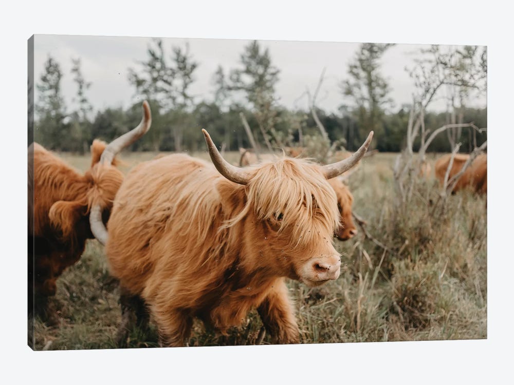 Highland Cow Moving by Chelsea Victoria 1-piece Canvas Art Print