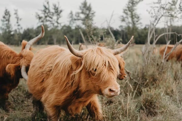 Chelsea Victoria: Highland Cow Moving by Chelsea Victoria