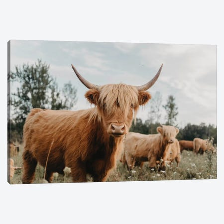 Highland Cow With White Flowers Pattern Avaleigh Collection 