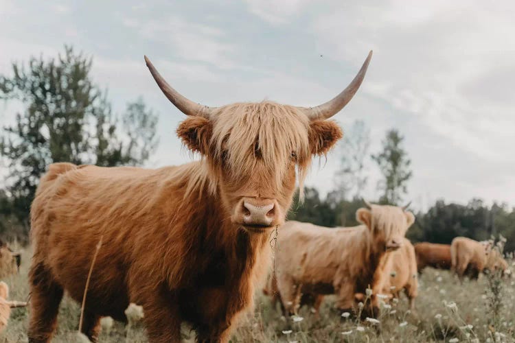 Highland Cow