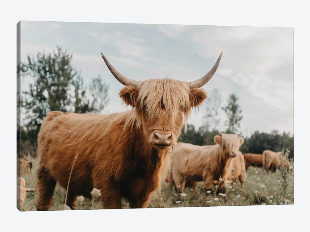 Highland Cow by Chelsea Victoria 1-piece Canvas Artwork