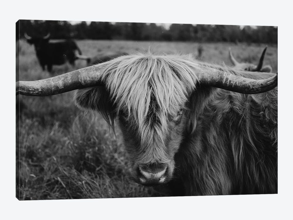 Highland Cow Black And White by Chelsea Victoria 1-piece Canvas Art Print