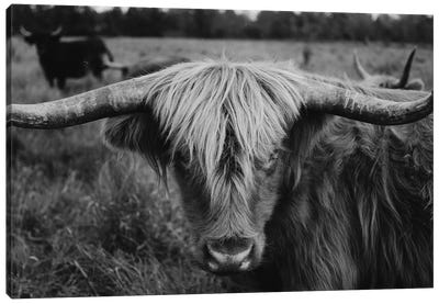 Highland Cow Black And White Canvas Art Print - Highland Cow Art