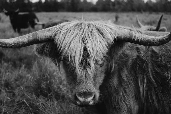 Chelsea Victoria: Highland Cow Black And White II by Chelsea Victoria