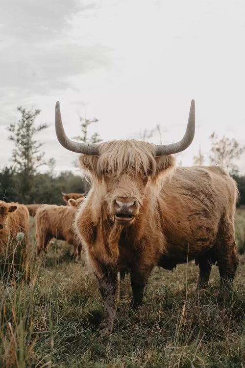 The Curious Highland Cow