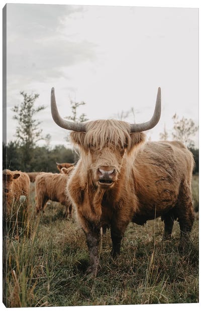 The Curious Highland Cow Canvas Art Print - Highland Cow Art