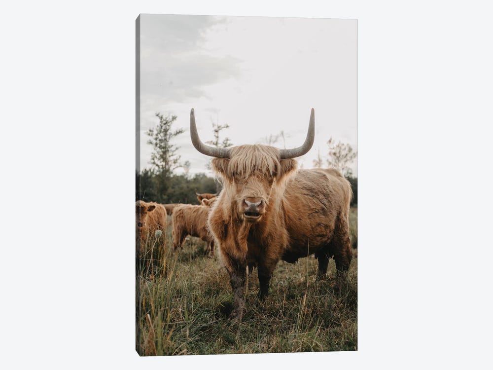 The Curious Highland Cow by Chelsea Victoria 1-piece Canvas Art