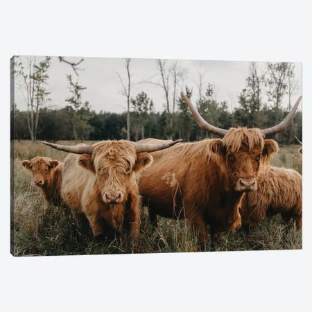 Longhorn Brown Highland Mini Cow Art Print by Lauren Lilly