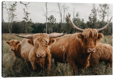 Highland Cow Herd Canvas Art Print - Cow Art