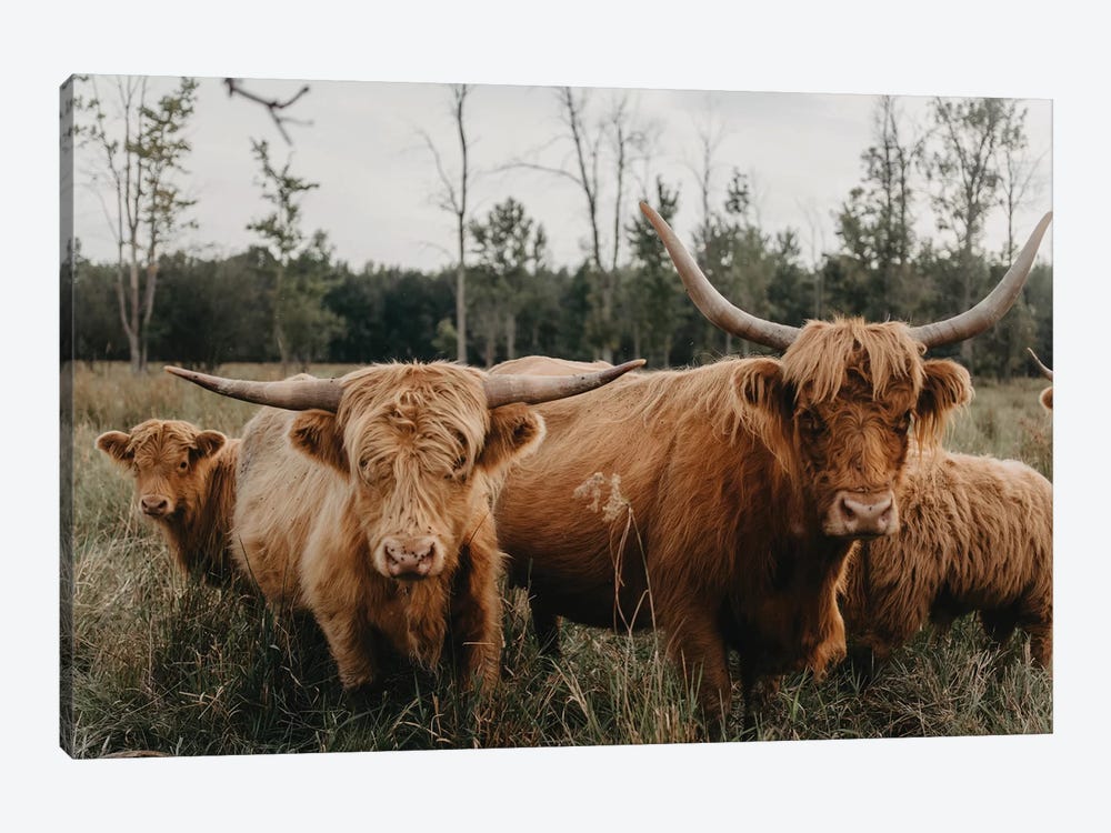 Highland Cow Herd by Chelsea Victoria 1-piece Canvas Art Print